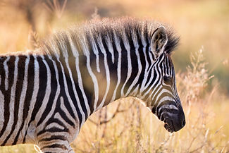 AdobeStock_327183591.jpeg