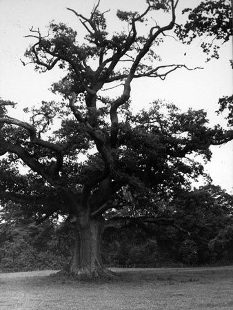 Old Oak, Eydon Hall