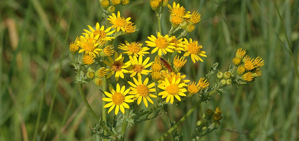 ragwort-836149_1280.jpg