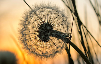 dying dandelion