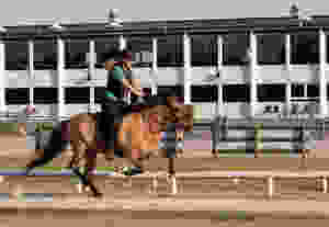 Islandsk hest i galop