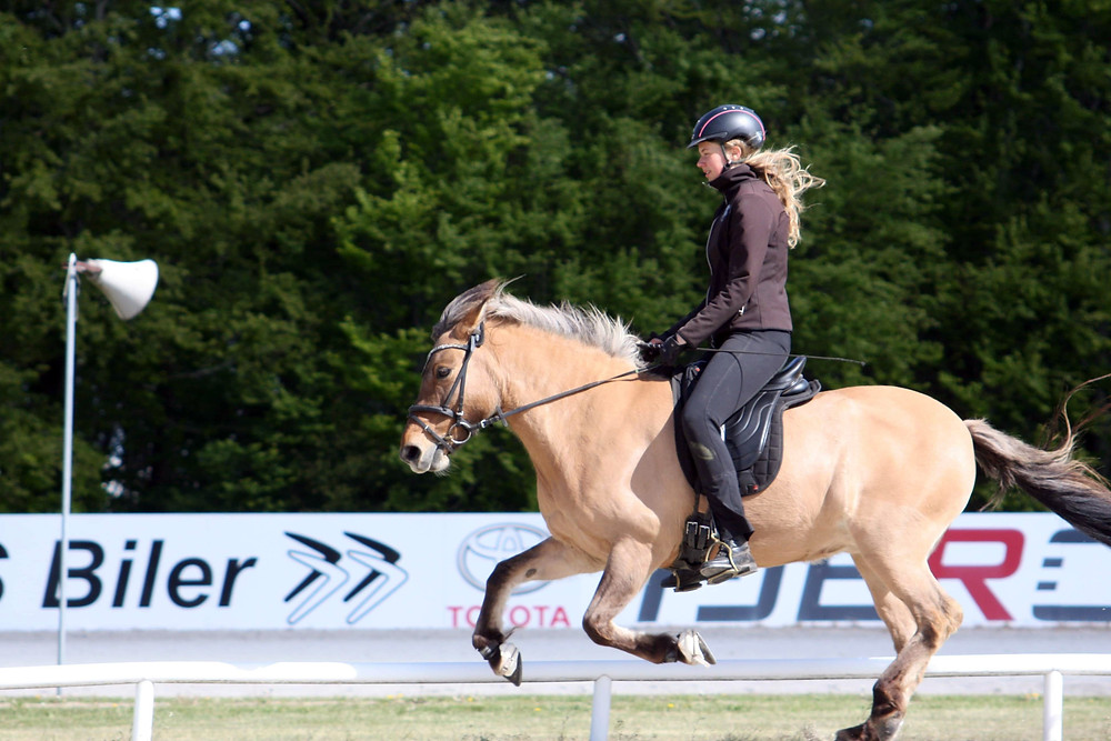 Islandsk hest i galop