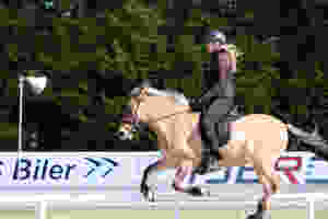 Islandsk hest i galop