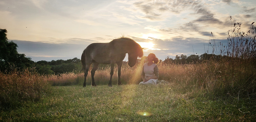 Islandsk hest i solnedgang