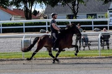 Islandsk hest i pas