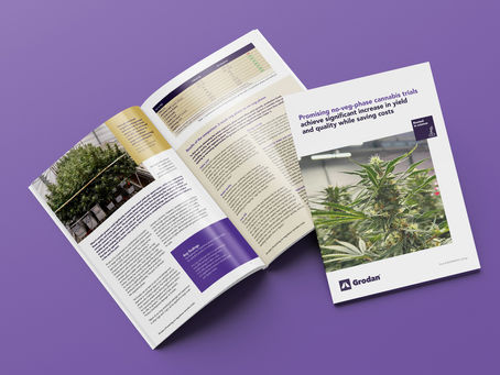 More Yield, Less Cost: How Skipping the Vegetative Phase is Changing Cannabis Cultivation
