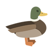 mallard icon