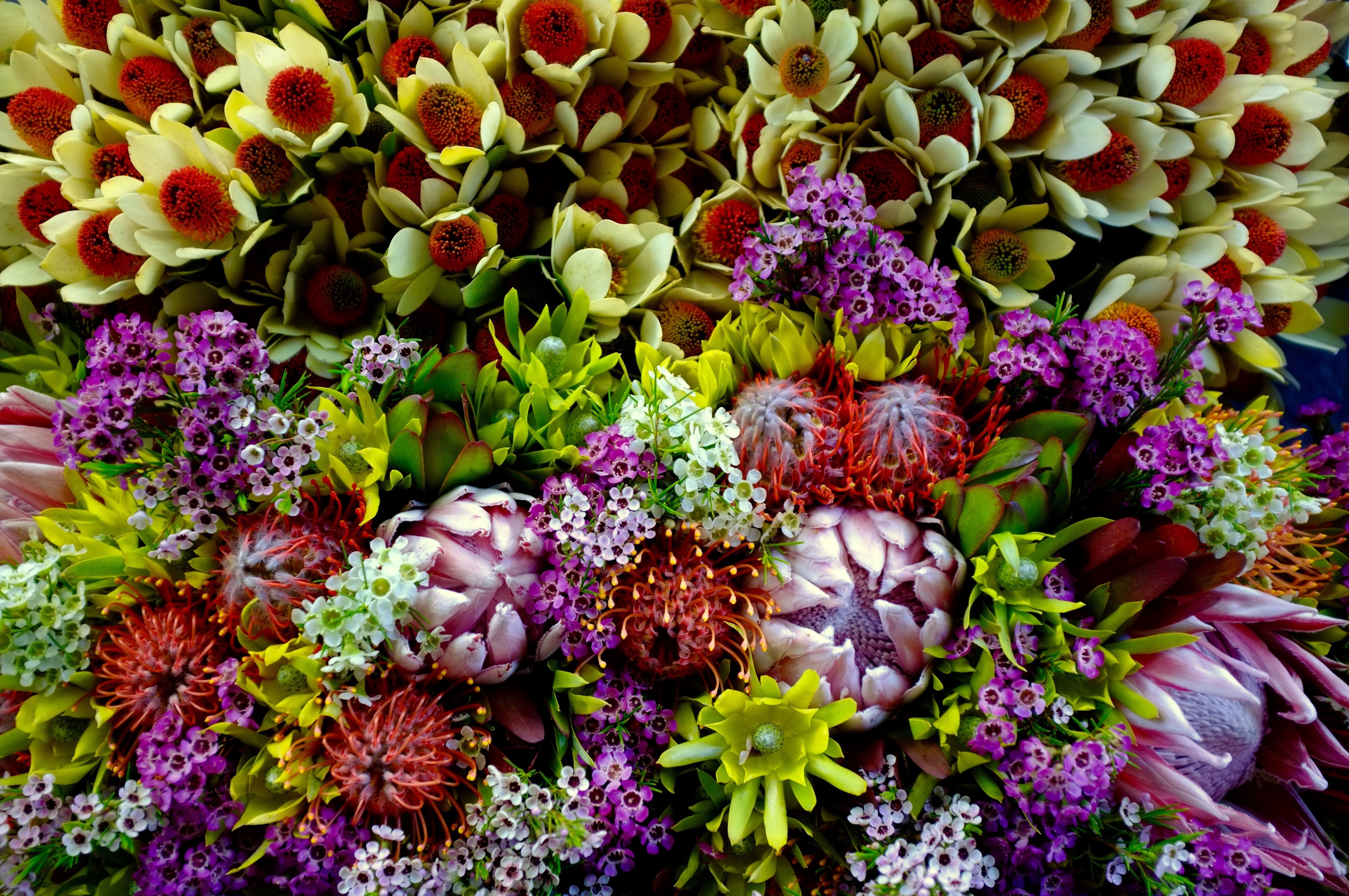 Wild Australian Natives