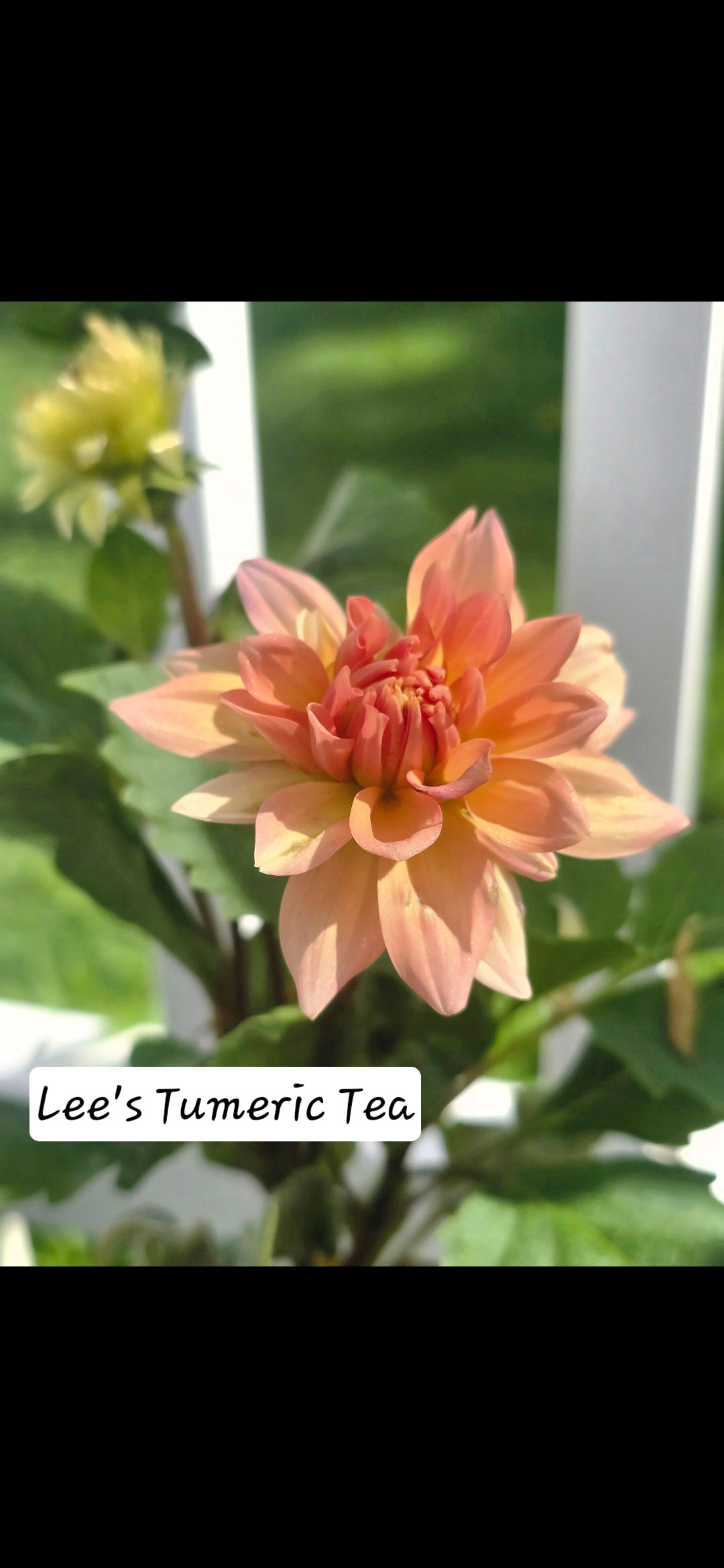 Lee's Tumeric Tea Tuber
