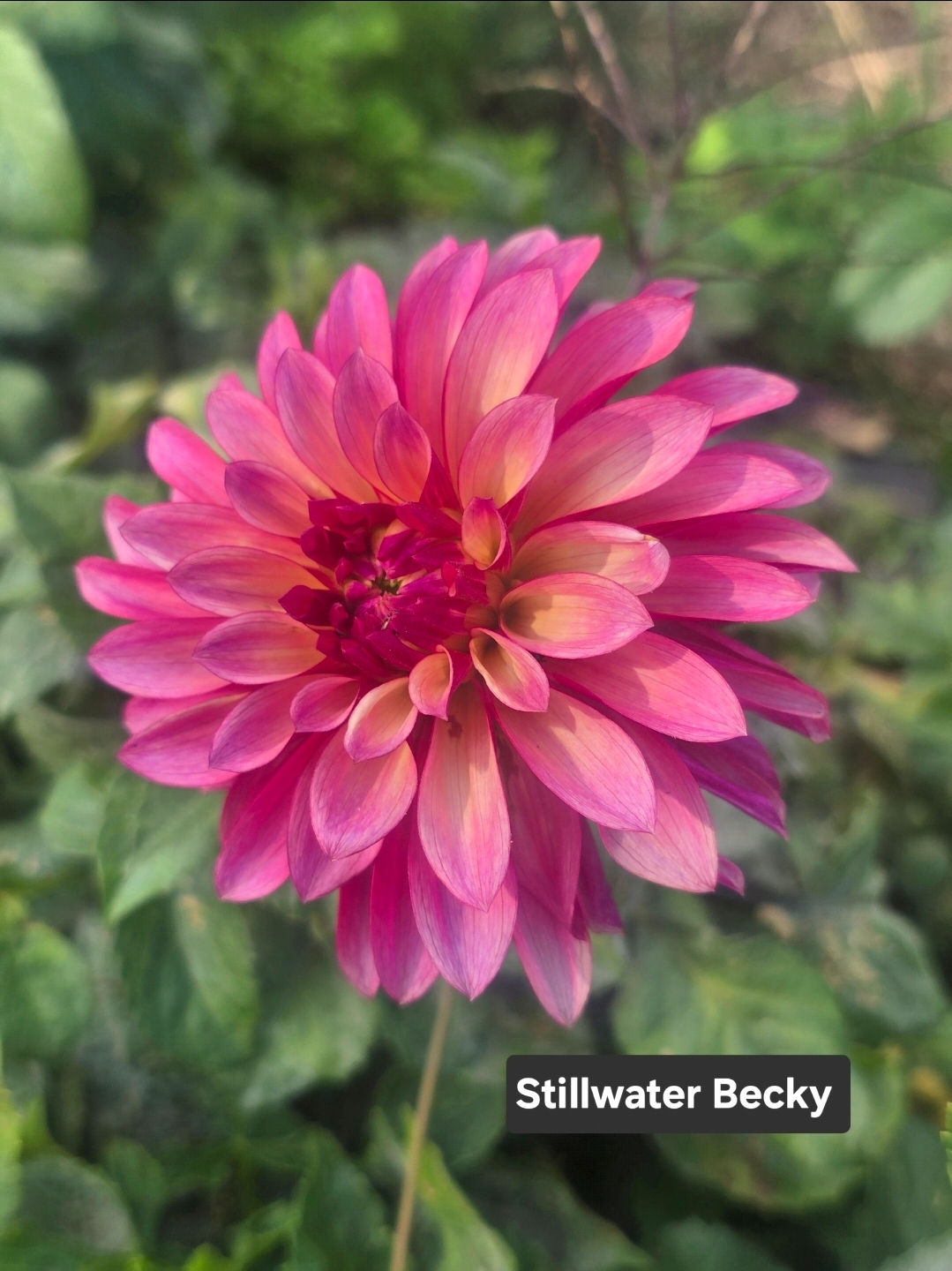 Stillwater Becky Tuber