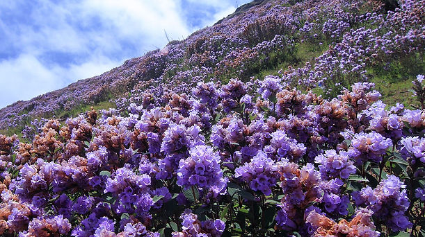 Neelakurinji National Park Munnar