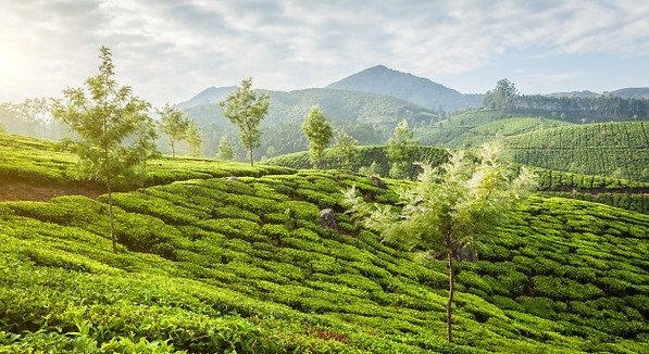 Munnar tourisam