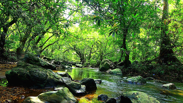 Konni Forest Reserve