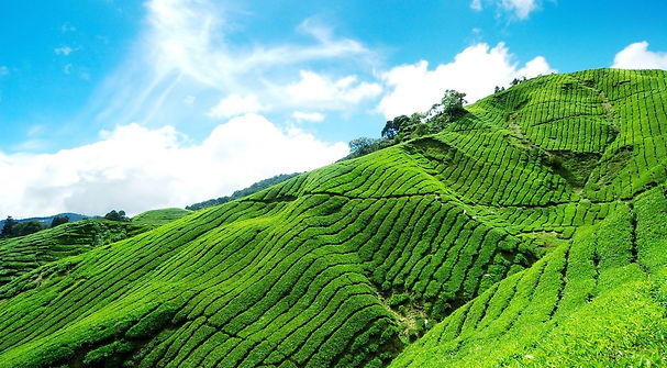 munnar