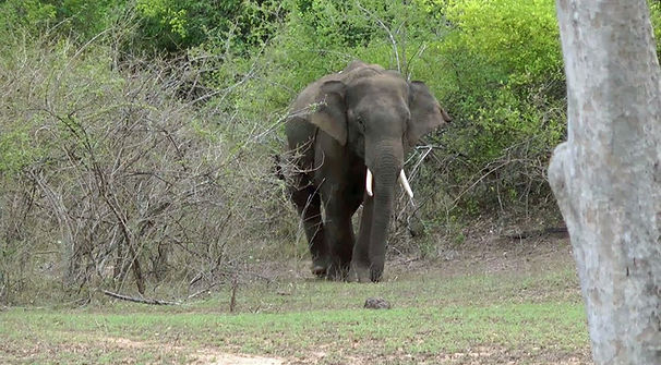 munnar elephent