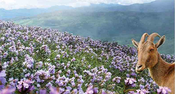 Neelakurinji munnar