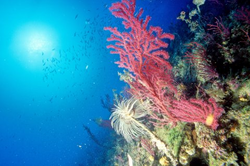 Freedive Italy