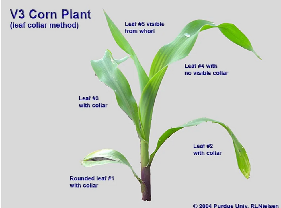 Plant Stages- More Important Than You Think