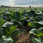 Varieties of Cash Crops in the USA