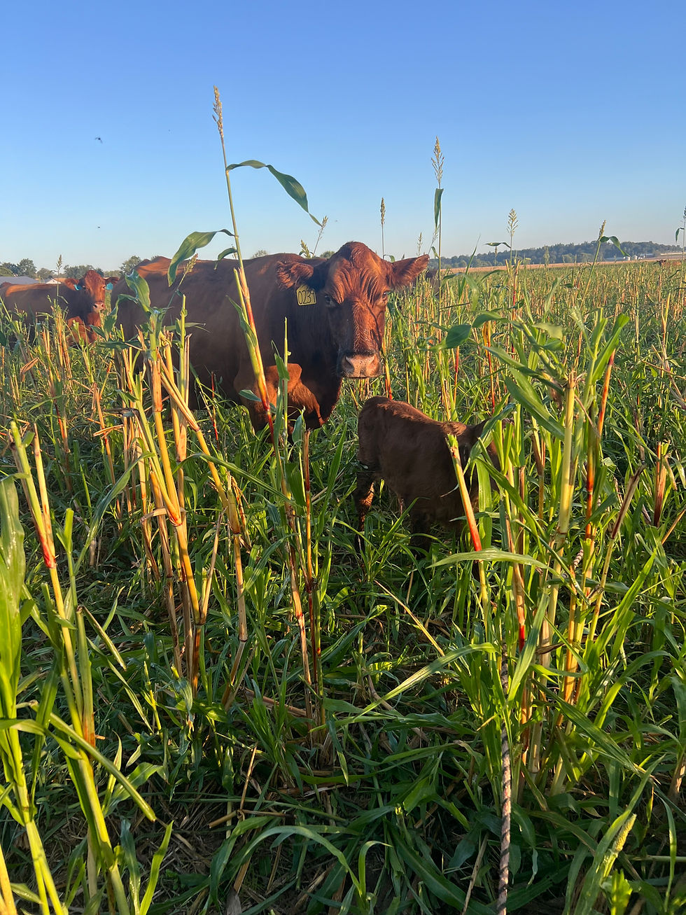 The herd grazing Sorghum!