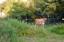 Happy cow