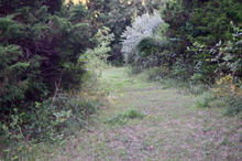 Well grazed trail
