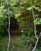 Forest path