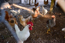 Rooster and his ladies