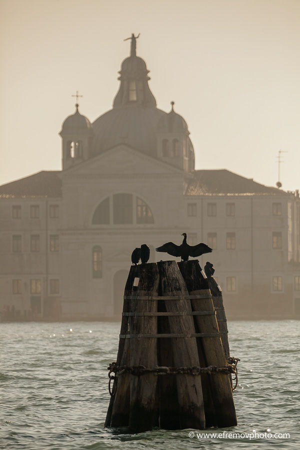 Cormorants in Venice