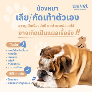 🐶 น้องหมากัด / แทะ / เลียเท้าตัวเอง🐾💥