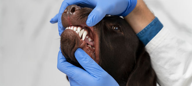 ศูนย์ช่องปากและฟัน