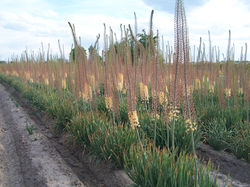 Spring Valley Splendor