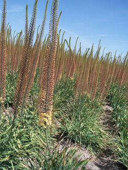 Spring Valley Splendor