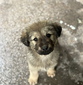 MOCHI