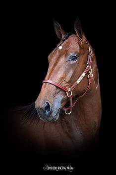 Zions Lion-huvud-.jpg