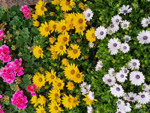 One to One Garden Services | Gardener in Banstead