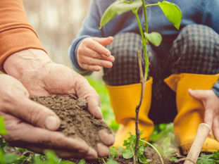 Spring Planting