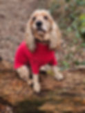 Spaniel wearing a red coat at Muddy Paws