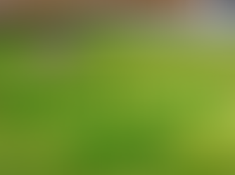 Looking After Your Lawn