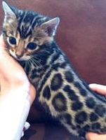 5 week old baby bengal, showing color development