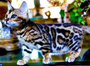 Queen Dallas as a growing kitten showing her continued development.
