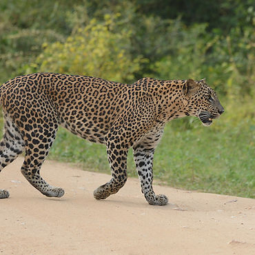 Leopards at Yala