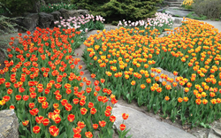 Haggala Botanical Garden