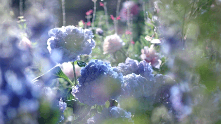85161.gif