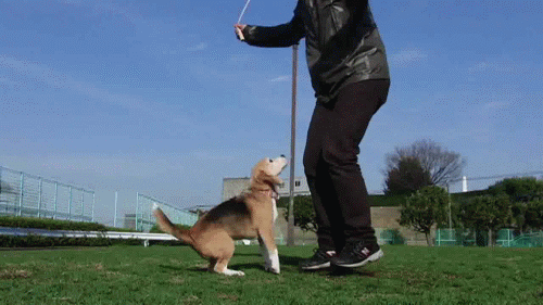 d1ec6354901d8cf0_teddy-bear.gif