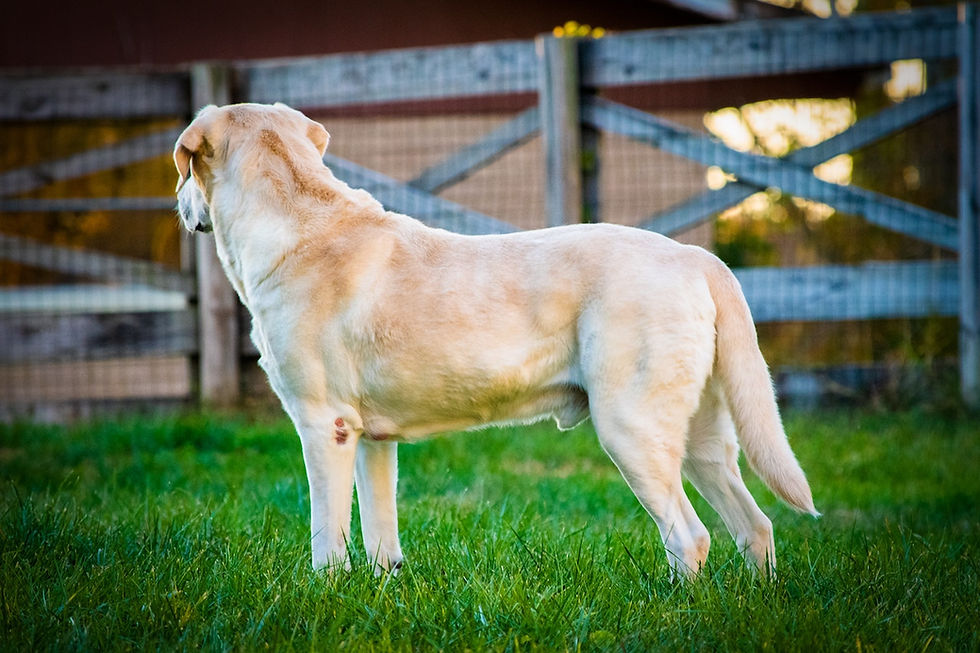 Maintain a healthy diet A balanced and nutritious diet is a crucial aspect of preventing Cushing's disease in dogs. Feeding your dog a high-quality diet can help regulate their blood sugar levels, which is essential in preventing the onset of Cushing's disease. Dogs that consume diets that are high in carbohydrates are at a higher risk of developing Cushing's disease. Carbohydrates are broken down into sugars in the body, and a diet that is high in carbohydrates can cause a spike in blood sugar levels. To prevent Cushing's disease, it's important to feed your dog a diet that is low in carbohydrates and high in protein. Protein is an essential nutrient that helps to build and repair tissues in the body. It also helps to keep your dog's muscles strong and healthy, which is important for maintaining overall health and preventing disease. Processed foods and treats that are high in sugar should also be avoided, as they can contribute to weight gain and other health problems. Obesity is a significant risk factor for Cushing's disease in dogs. It's important to feed your dog a healthy diet that is appropriate for their age, breed, and activity level. Consult with your veterinarian to determine the best diet for your dog. In addition to a healthy diet, supplements can also be beneficial in preventing Cushing's disease. For example, fish oil supplements can help reduce inflammation in the body, which is a contributing factor to the development of Cushing's disease. Vitamin E and C supplements can also be helpful in reducing oxidative stress in the body, which can contribute to the development of Cushing's disease. In summary, feeding your dog a balanced and nutritious diet that is low in carbohydrates, high in protein, and free from processed foods and sugary treats is essential in preventing Cushing's disease. Consult with your veterinarian to determine the best diet for your dog and consider supplementing with fish oil, vitamin E, and C to further support their health. Taking a holistic approach to your dog's health can help prevent the onset of Cushing's disease and ensure that they live a long and healthy life. Raw pet food is becoming increasingly popular among pet owners who want to provide their dogs with a more natural diet. Raw pet food, which typically consists of raw meat, fruits, and vegetables, can be an excellent way to prevent Cushing's disease in dogs. Raw pet food is high in protein and low in carbohydrates, which helps regulate blood sugar levels and reduces the risk of developing Cushing's disease. Additionally, raw pet food is free of the preservatives and chemicals found in many commercial dog foods, which can contribute to weight gain and other health problems. When feeding your dog raw pet food, it's essential to ensure that it's properly balanced and includes all the necessary nutrients. It's best to consult with a veterinarian or a veterinary nutritionist to ensure that your dog's diet is balanced and meets their nutritional needs. In summary, feeding your dog a balanced and nutritious diet that is high in protein and low in carbohydrates, including raw pet food, can help prevent Cushing's disease and other health problems.
