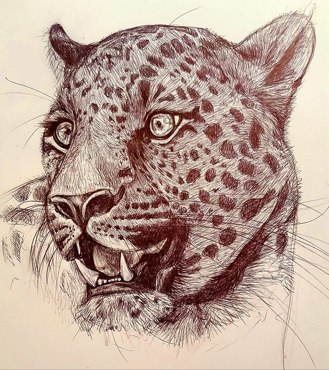 Leopard