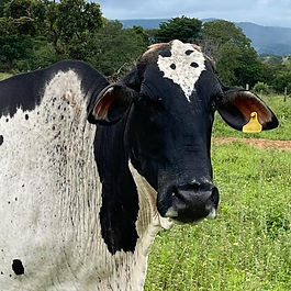 Bordada foi uma vaca nascida no ano de 2006 na Fazenda Caiapó, 
município de Iporá-GO. Filha da vaca Fronteira e do boi Xis. 
Era uma vaca sem defeitos. Muito sadia, bonita, boa de leite e mansa. 
Encantava qualquer um que a conhecesse. Sempre bem falada entre amigos, 
funcionários e familiares. Teve no decorrer da sua criação em torno de 12 filhos. 

