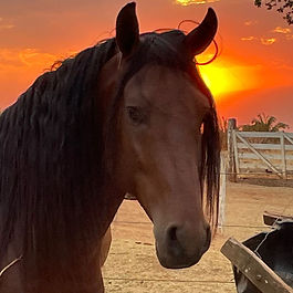 Iankee é um dos  animais da tropa de cavalos da Estância dos Ipês,  e como a maioria dos cavalos não se comunica por palavras, mas por sentimentos. Muito dócil e bom de cela. 