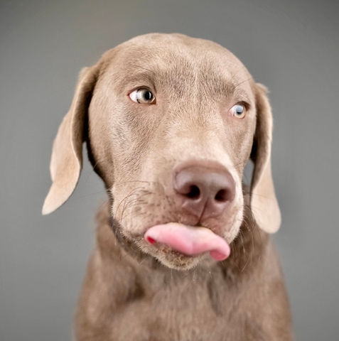Buff's House Best Dog Boarding Buff licking his chops for a peanut butter dog treat. Best Dog Boarding in Portland, Oregon.